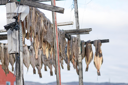 Groenlandia halibut secado en un rack de madera photo