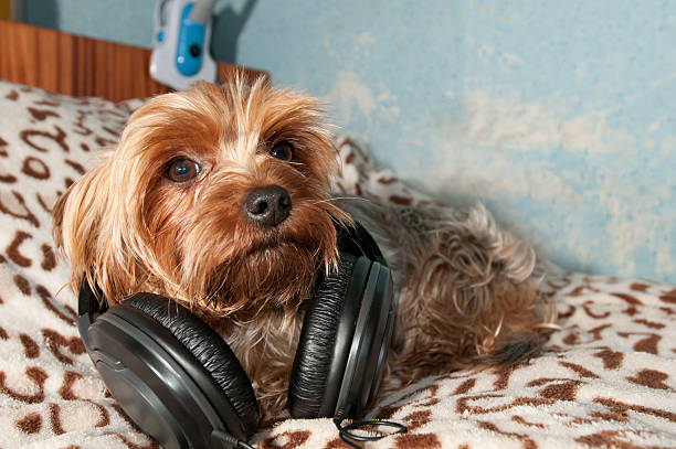 istock Yorkshire terrier listen to music 522510763