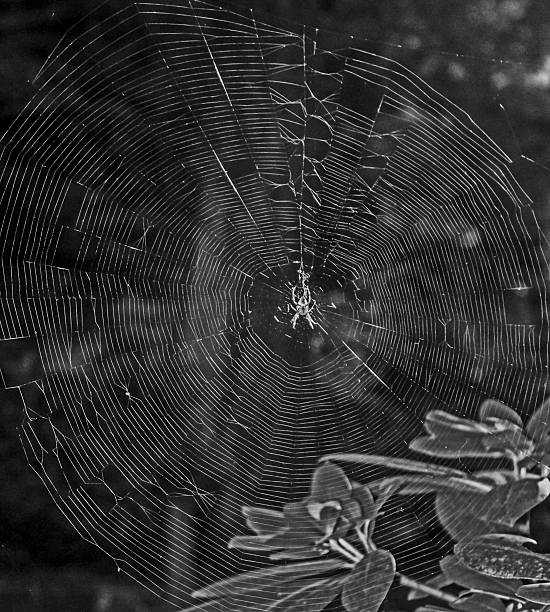 spider web y refleja en tarde sol (flash de ayuda) - late afternoon flash fotografías e imágenes de stock