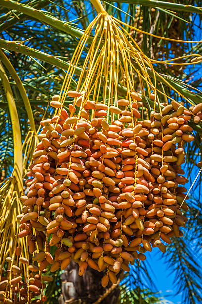 istock organic dates ripening on the palm tree in the Tunisia 522510995