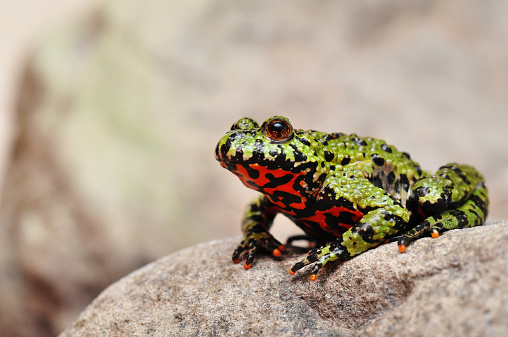 Fire-bellied Toad sitting on a stone