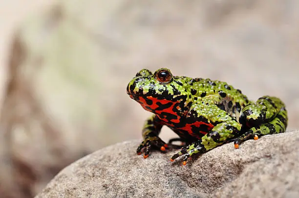 Photo of Fire-bellied Toad