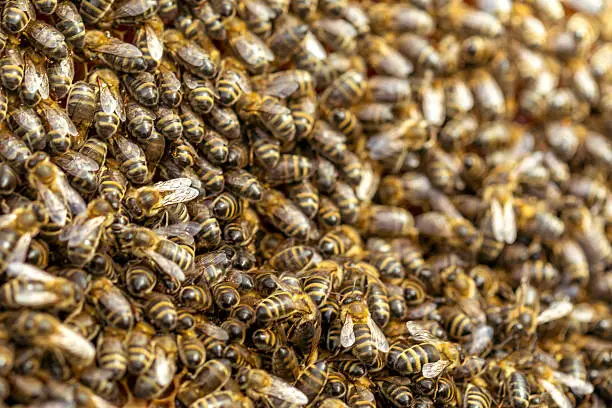 A lot of honey bees sitting together in honeycomb