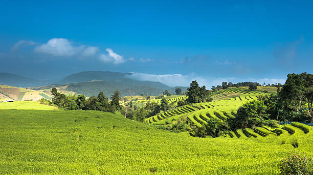 istock Rice Terrace at Chiangmai 522511893