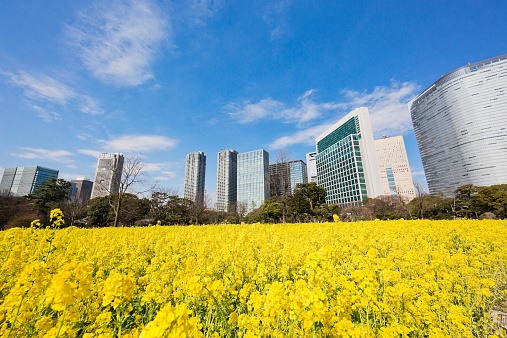 Tokyo office buildings & canola flowers in spring.