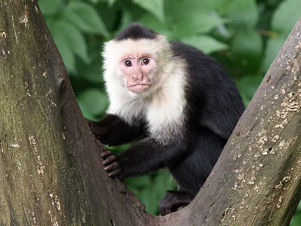 Portrait of a capuchin monkey