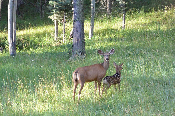 istock Deer Mother and Child 522512169