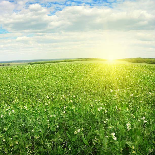istock Beautiful sunrise over field pea 522512963