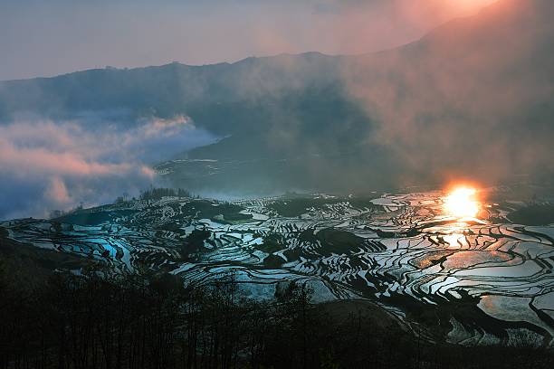 szeregową pola rano - agriculture artificial yunnan province china zdjęcia i obrazy z banku zdjęć