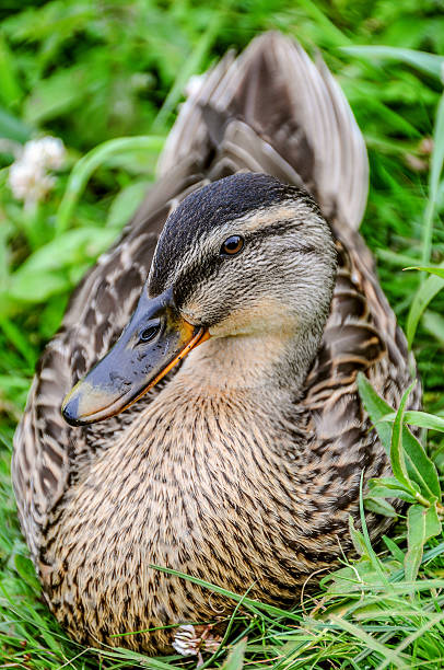 Mallard or Wild Duck stock photo