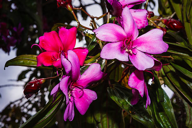 istock Glory Tree or Tibouchina Lepidota, Alstonville 522514151