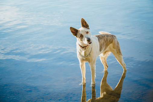 Large and friendly cattle dog with tilted head and inquisitive expression is standing in water and looking at you. Room for your copy on the left. High resolution photograph with horizontal composition taken with a Canon 5d3 camera.