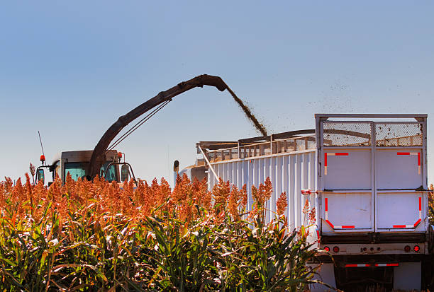 Sorghum Harvest stock photo