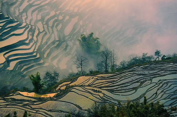 com terraço campos na definição sol - agriculture artificial yunnan province china imagens e fotografias de stock