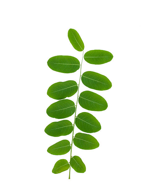 istock green leaves isolated on white background 522514525