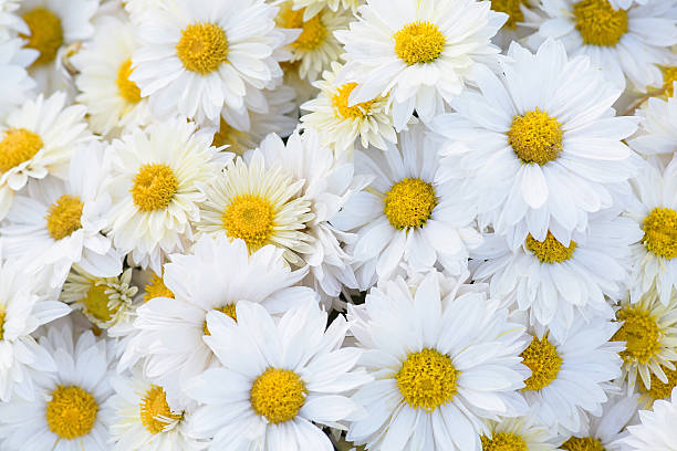 istock Chrysanthemum flowers close-up 522514835