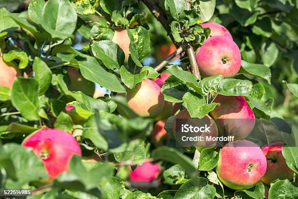 Pink Apples On Apple Tree Stock Photo - Download Image Now - Agriculture, Apple - Fruit, Apple Tree