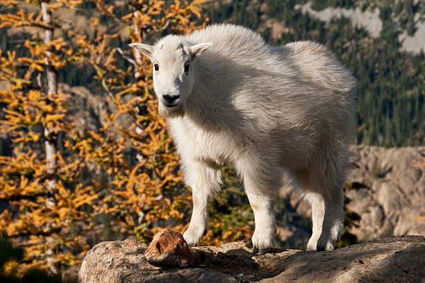 Mountain Goat Kid Looking at the Camera The Mountain Goat (Oreamnos americanus), also known as the Rocky Mountain Goat, is a large-hoofed ungulate found only in North America. A subalpine to alpine species, it is a sure-footed climber commonly seen on cliffs and in meadows. This mountain goat kid was posing on top of a boulder near Ingalls Pass in the Alpine Lakes Wilderness of Washington State, USA. jeff goulden alpine lakes wilderness stock pictures, royalty-free photos & images