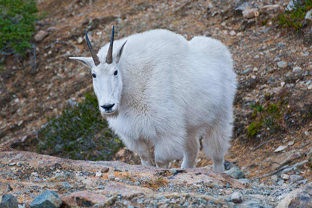 Mountain Goat Nanny Below Ingalls Pass The Mountain Goat (Oreamnos americanus), also known as the Rocky Mountain Goat, is a large-hoofed ungulate found only in North America. A subalpine to alpine species, it is a sure-footed climber commonly seen on cliffs and in meadows. This mountain goat was photographed near Ingalls Pass in the Alpine Lakes Wilderness of Washington State, USA. jeff goulden alpine lakes wilderness stock pictures, royalty-free photos & images