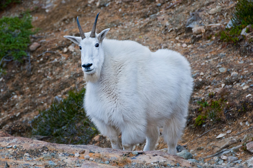 The Mountain Goat (Oreamnos americanus), also known as the Rocky Mountain Goat, is a large-hoofed ungulate found only in North America. A subalpine to alpine species, it is a sure-footed climber commonly seen on cliffs and in meadows. This Mountain Goat was photographed near Ingalls Pass in the Alpine Lakes Wilderness of Washington State, USA.