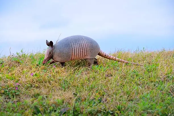 A Nine-banded Armadillo,Dasypus novemcinctus, saunters along on the crest of a small hill.