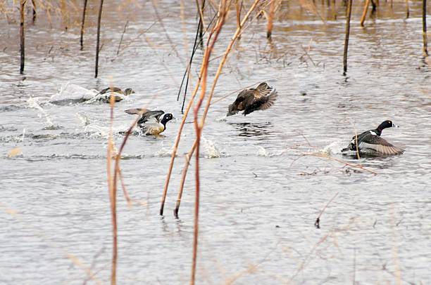 Duck Ppanic 140+ Panic Duck Stock Photos, Pictures & Royalty-Free Images - iStock