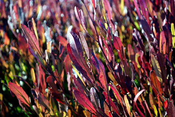 Dodonaea Viscosa 'Purpurea' (Purple-leafed Hop-bush) or Akeake