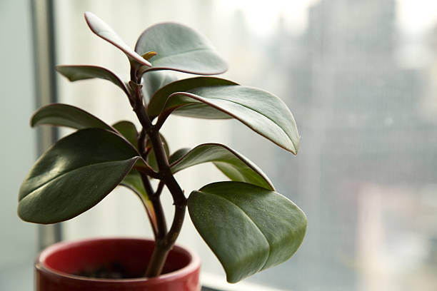 istock small green house plant in red pot 522515681
