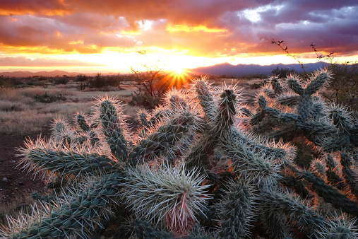 Sunset desert scene just north of Tucson, Arizona.