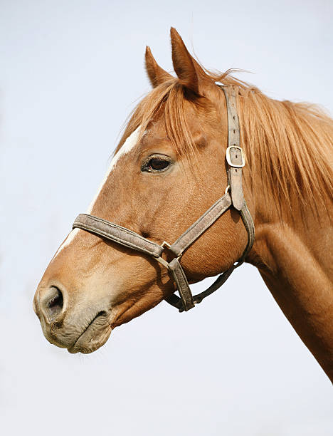istock Head shot of a chestnut horse 522519983