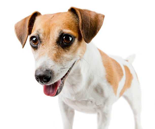 istock Adorable Dog Jack Russell Terrier 522520263