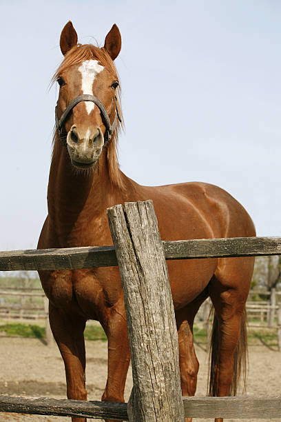 istock Bay horse stands in summer corral 522520563