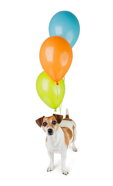 istock Party dog with Balloons 522520681