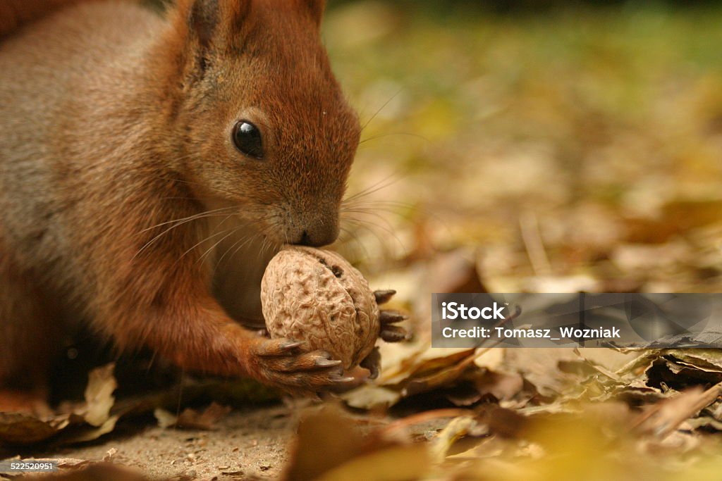 Squirrel eating a walnut Squirrel stands on autumn leaves, holds in it hands walnut and tries to eat it. Autumn Stock Photo