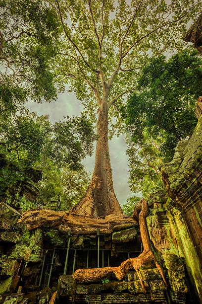 Ta Prohm at Angkor Wat stock photo