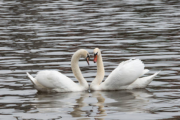 istock Swans in a lake forming a heart 522521031