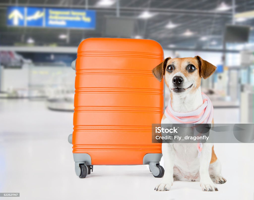 Airport Dog Pet Beautiful dog in a stylish scarf waits at the airport. Sitting near the orange suitcase Dog Stock Photo