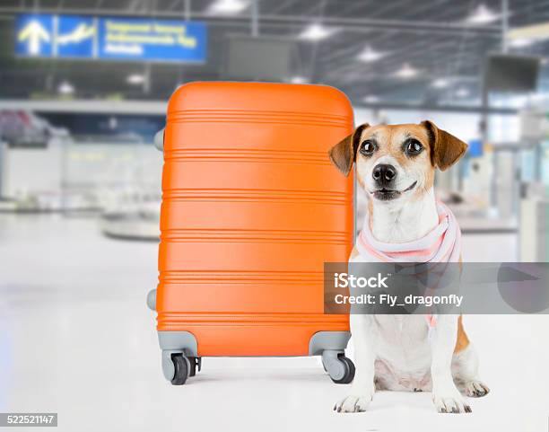 Airport Dog Pet Stock Photo - Download Image Now - Dog, Airport, Travel