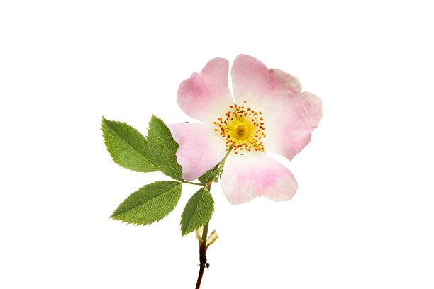 rosa canina en primer plano - rosa salvaje fotografías e imágenes de stock