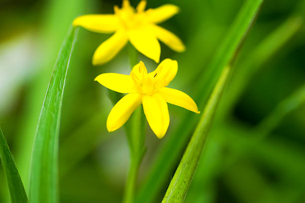 Flower of Hypoxis decumbens, HYPOXIDACEAE, Meksyk – zdjęcie