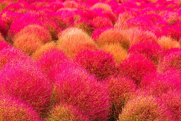 istock Field of red Kochia 522521791