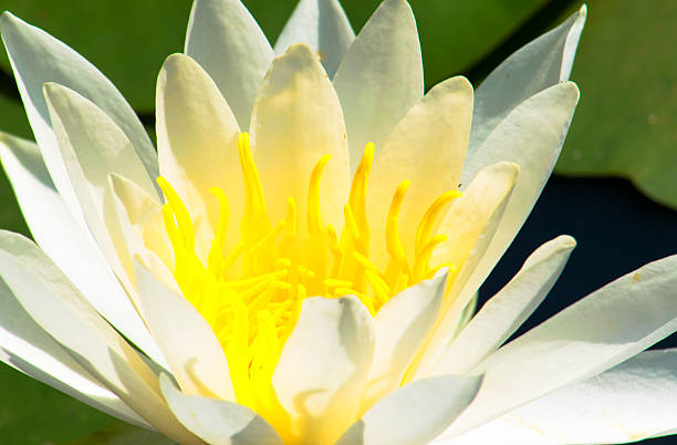 istock Close up of white water lily 522521811