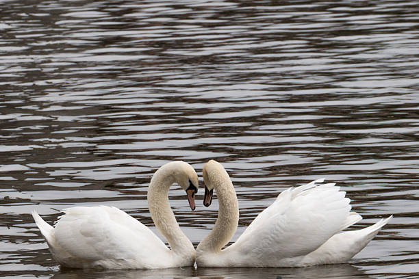 istock Swans in a lake forming a heart (close-up) 522521969