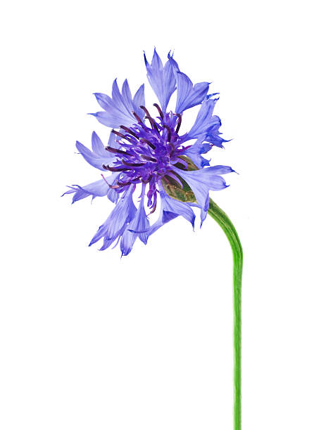 istock Blue and Cyan Colored Cornflower Isolated on White 522522781
