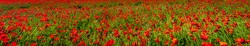 A stunning banner image of a field of poppies in the Dorset countryside.