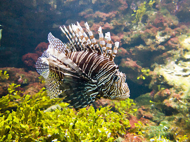 Lionfish in the marine aquarium A large specimen of a lionfish (Pterois antennata). These animals are extremely poisonous but also just as beautiful. pterois antennata stock pictures, royalty-free photos & images