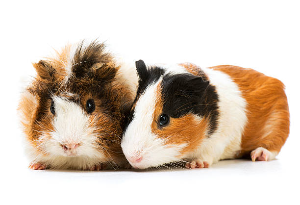 istock Pair of cute guinea pigs 522524317