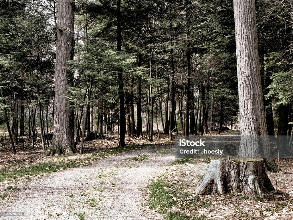 Dirt Road in Woods Dirt Road in Woods in Pennsylvania.  Stump in forground. Beauty In Nature Stock Photo