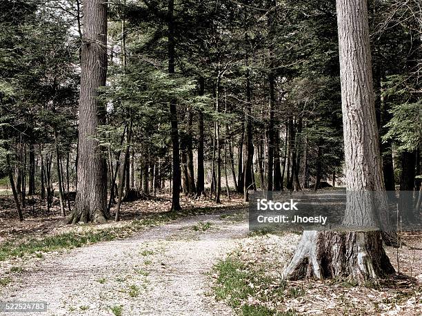 Dirt Road In Woods Stock Photo - Download Image Now - Beauty In Nature, Branch - Plant Part, Color Image