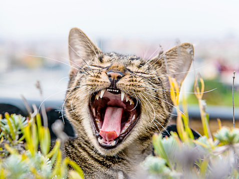 Beautiful young cat in the nature, with mouth wide open showing its teeth. Shot with Nikon D800 in maximum resolution, under daylight, with 24-70 lens